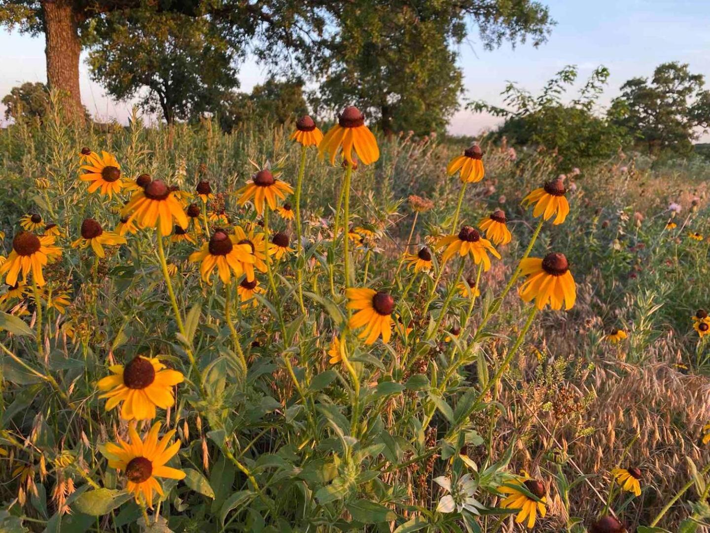 Nature Retreateclectic Country Boho Farmhouse Nocona المظهر الخارجي الصورة