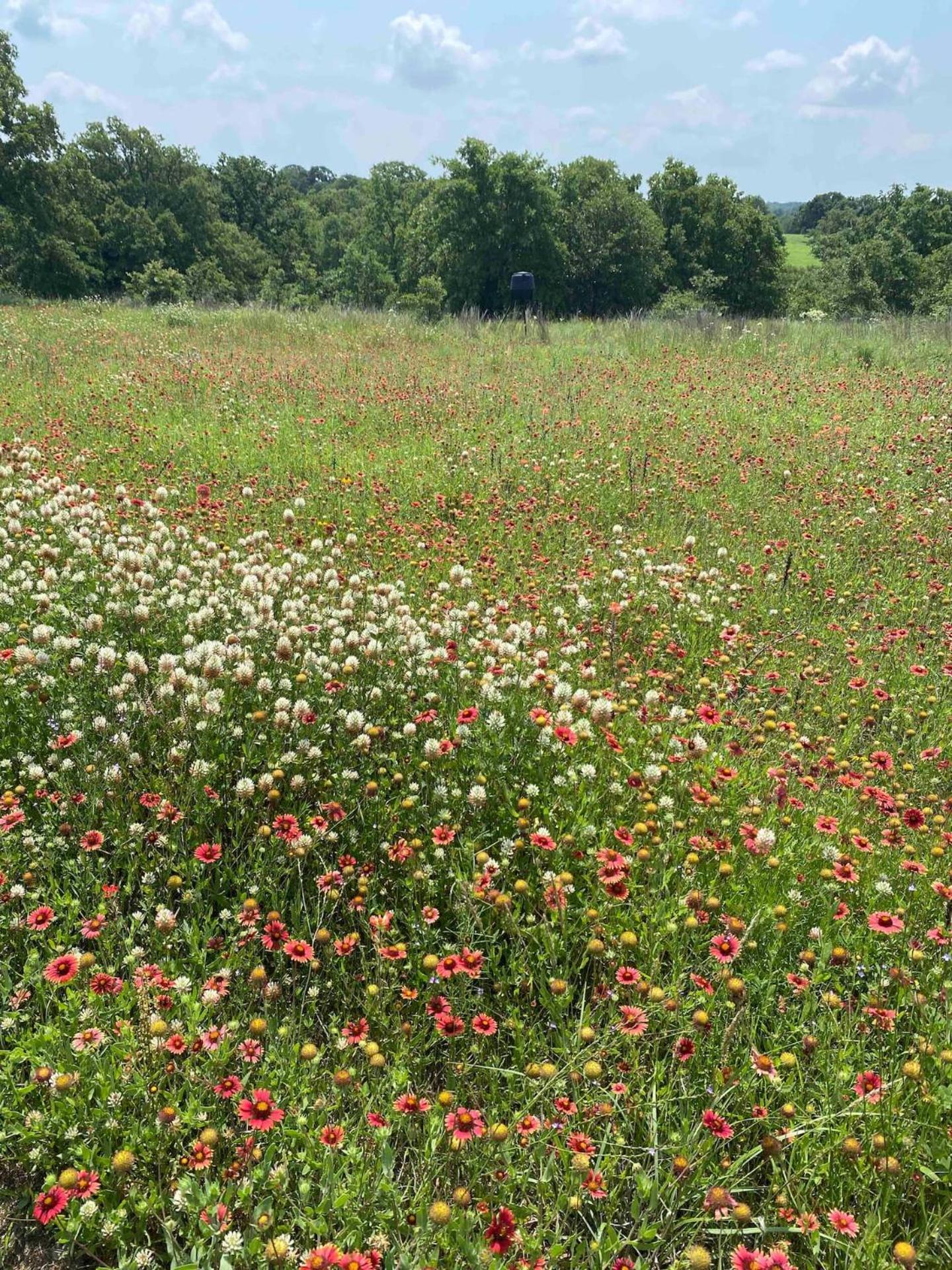 Nature Retreateclectic Country Boho Farmhouse Nocona المظهر الخارجي الصورة